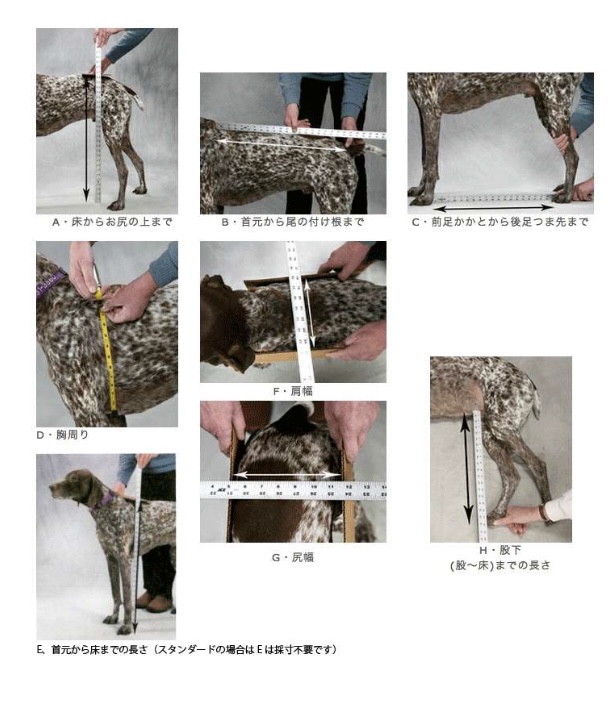 2輪車椅子を使用する犬