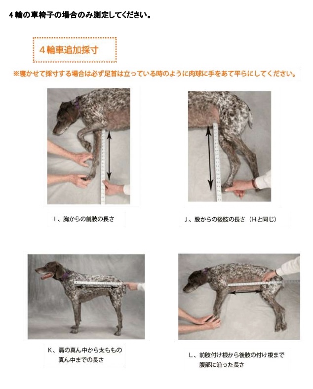 2輪車椅子を使用する犬