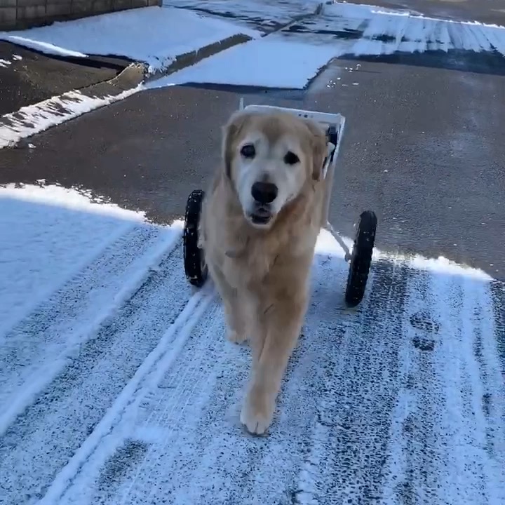 車いすで元気に歩くワンちゃん