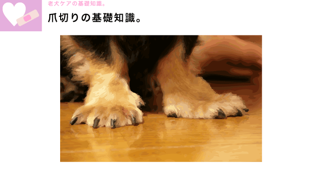 老犬介護の基礎知識　爪切り　トップ画像