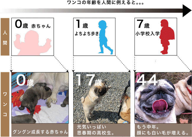 ワンコの年齢表